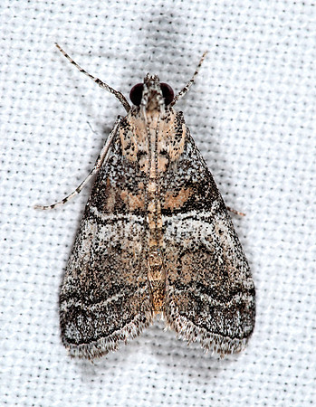 Pococera 6025008z