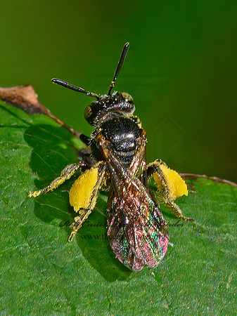 Pseudopanurgus MINING BEE 1305610z