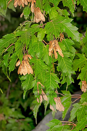 Acer ginala  AMUR MAPLE 3025056-z