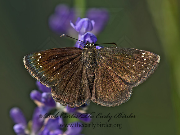Pholisora catullus  COMMON SOOTYWING 9048540z