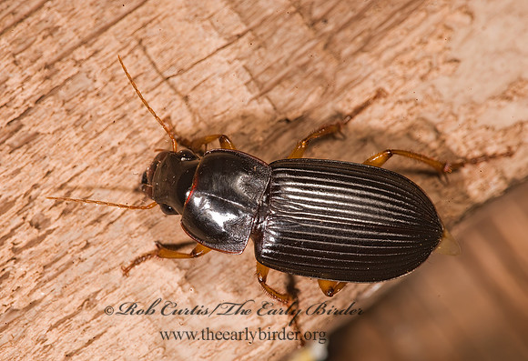 Anisodactylus nigrita 8016603~z