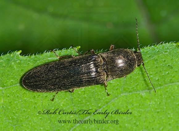 Limonius griseus 6008209z