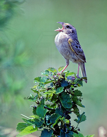 Ammodramus savannarum  GRASSHOPPER SPARROW 29924z