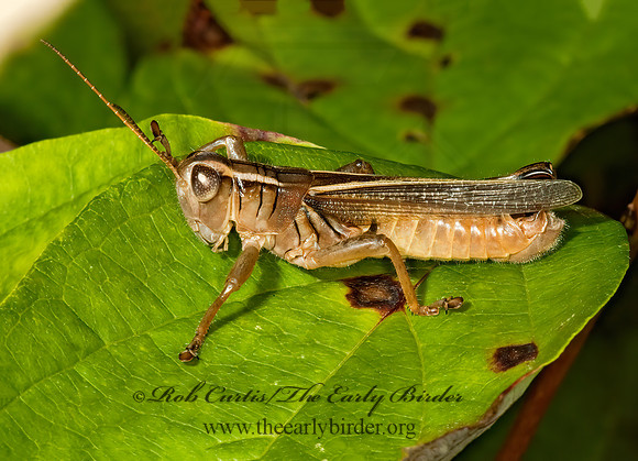 Melanoplus bivittatus femoratus  2-STRIPED GRASSHOPPER 5000224z