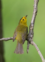 Cardellina pusilla WILSON'S WARBLER 9046300z