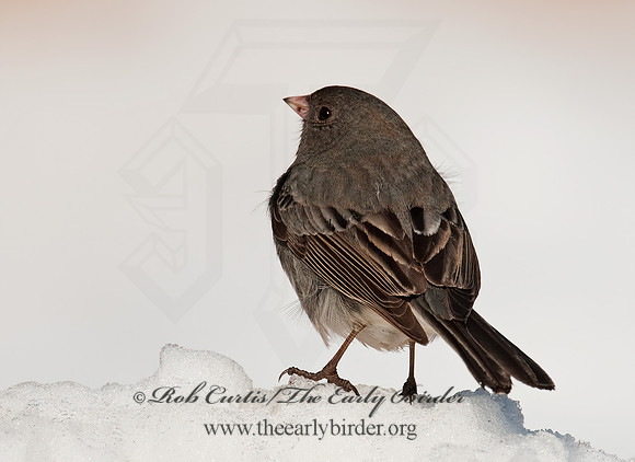 Junco hyemalis   DARK-EYED JUNCO 3012415z