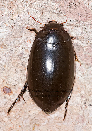 Rhantus atricolor  COLEMBETINI DIVING BEETLE 6026820z