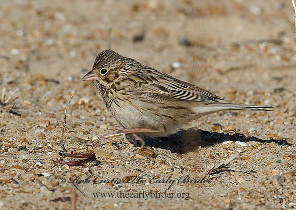 Pooecetes gramineus  VESPER SPARROW  7001945z