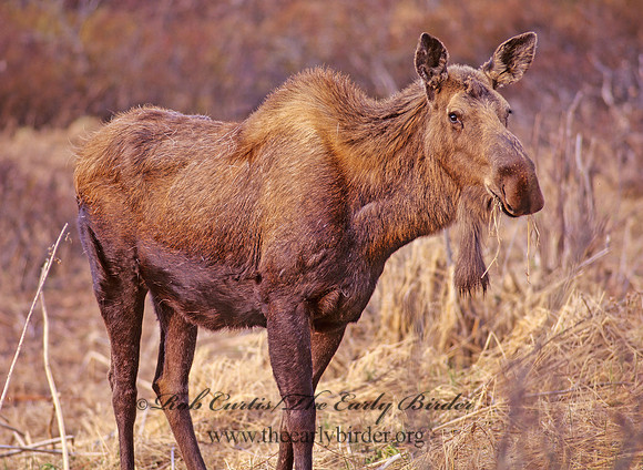 Alces alces  MOOSE 222123z