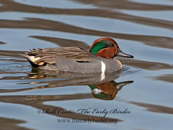 Anas carolinensis  GREEN-WINGED TEAL 6037711