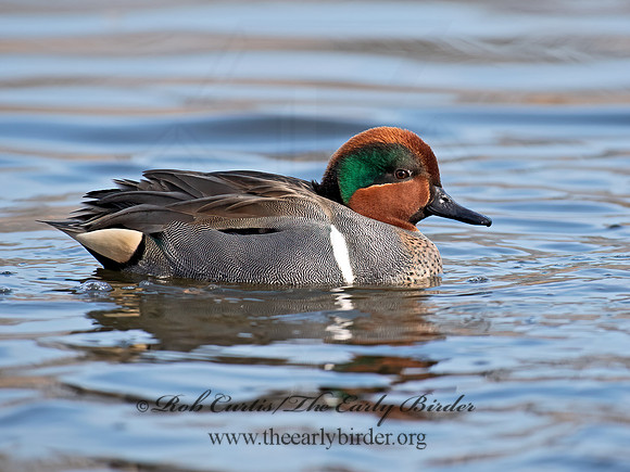 Anas carolinensis  GREEN-WINGED TEAL 6037768+