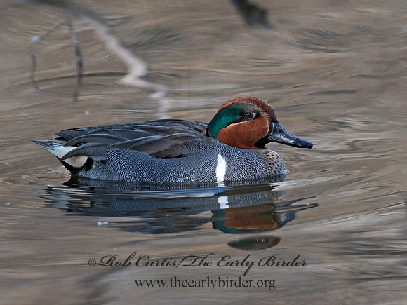 Anas carolinensis  GREEN-WINGED TEAL 6037691
