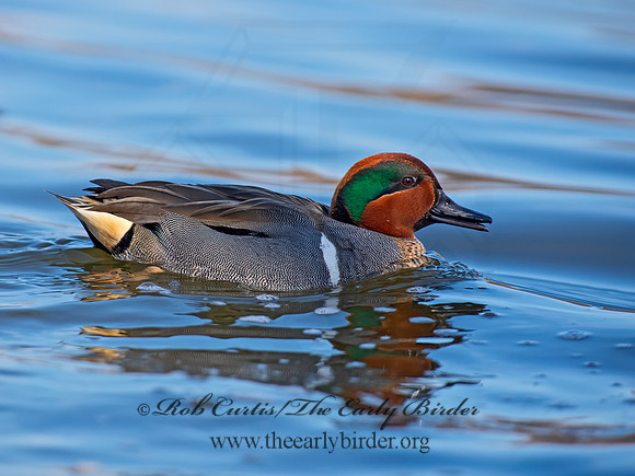 Anas carolinensis  GREEN-WINGED TEAL 6037774+