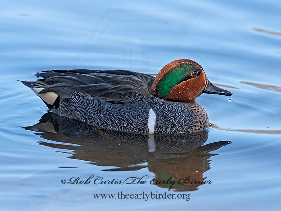Anas carolinensis  GREEN-WINGED TEAL 6037814