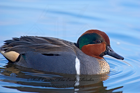 Anas carolinensis  GREEN-WINGED TEAL 6037773+
