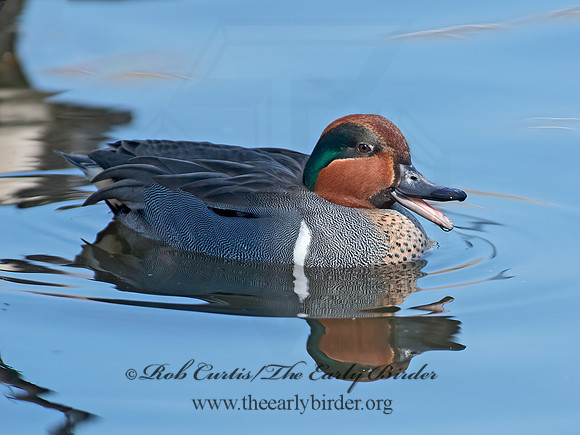 Anas carolinensis  GREEN-WINGED TEAL 6037727+