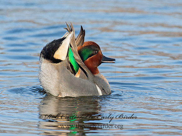 Anas carolinensis  GREEN-WINGED TEAL 6037929