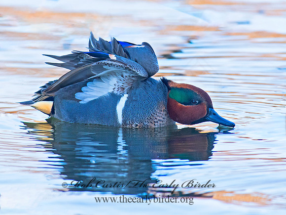 Anas carolinensis  GREEN-WINGED TEAL 6037854