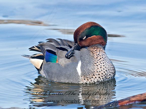 Anas carolinensis  GREEN-WINGED TEAL 6037830