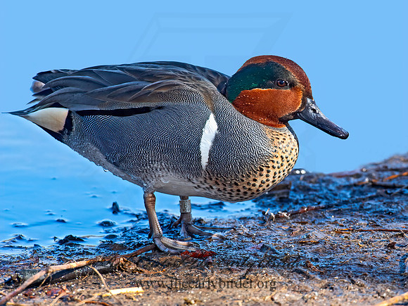 Anas carolinensis  GREEN-WINGED TEAL 6037819+