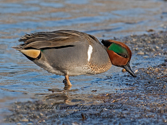 Anas carolinensis  GREEN-WINGED TEAL 6037905