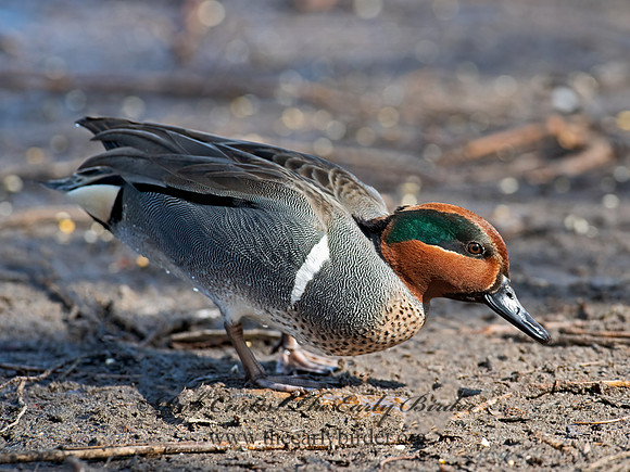 Anas carolinensis  GREEN-WINGED TEAL 6037779+