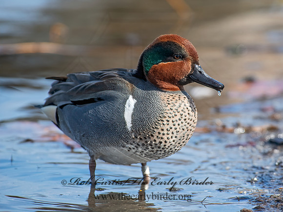 Anas carolinensis  GREEN-WINGED TEAL 6037764+