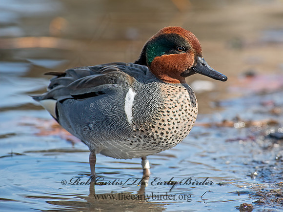 Anas carolinensis  GREEN-WINGED TEAL 6037763+