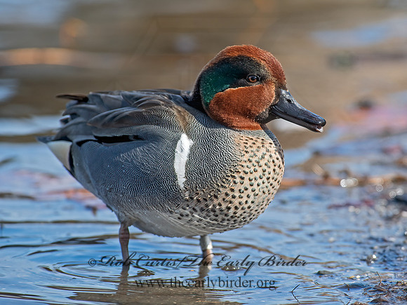 Anas carolinensis  GREEN-WINGED TEAL 6037762+