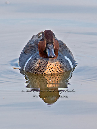 Anas carolinensis  GREEN-WINGED TEAL 6037677
