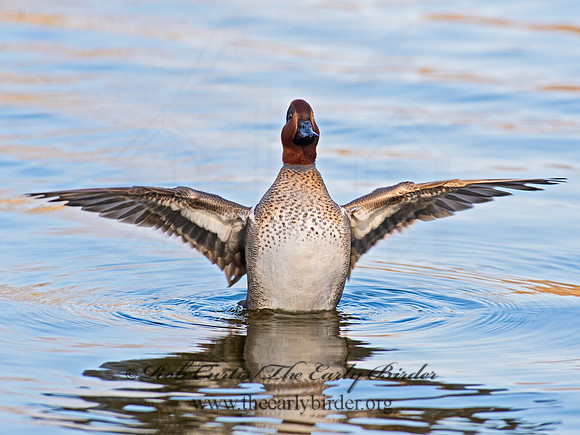 Anas carolinensis  GREEN-WINGED TEAL 6037897