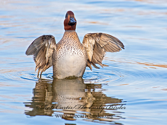 Anas carolinensis  GREEN-WINGED TEAL 6037896