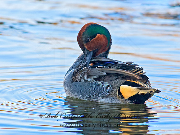 Anas carolinensis  GREEN-WINGED TEAL 6037885