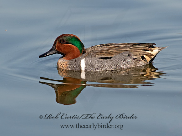 Anas carolinensis  GREEN-WINGED TEAL 6037684
