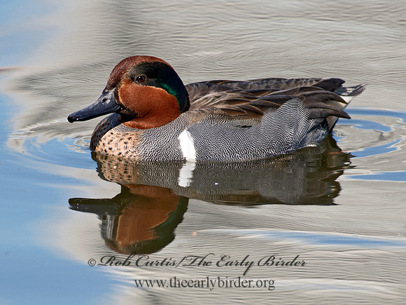 Anas carolinensis  GREEN-WINGED TEAL 6037722
