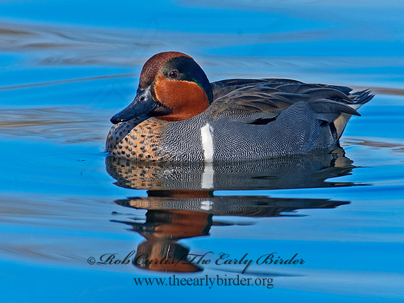 Anas carolinensis  GREEN-WINGED TEAL 6037832