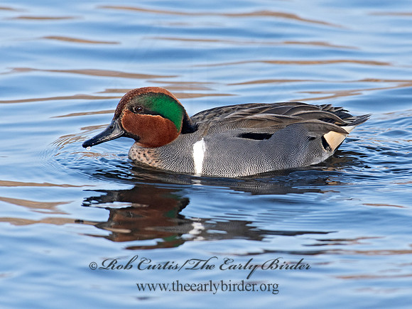 Anas carolinensis  GREEN-WINGED TEAL 6037928