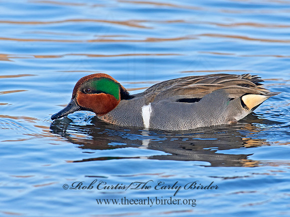 Anas carolinensis  GREEN-WINGED TEAL 6037927