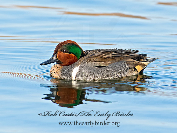 Anas carolinensis  GREEN-WINGED TEAL 6037893
