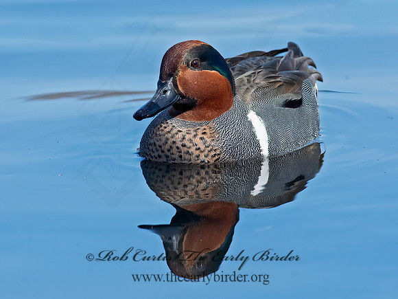 Anas carolinensis  GREEN-WINGED TEAL 6037783+