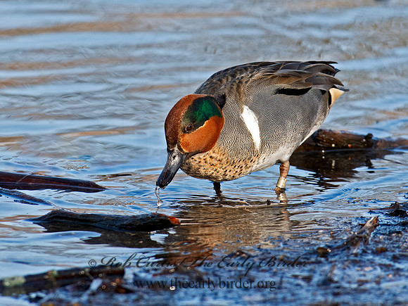 Anas carolinensis  GREEN-WINGED TEAL 6037948