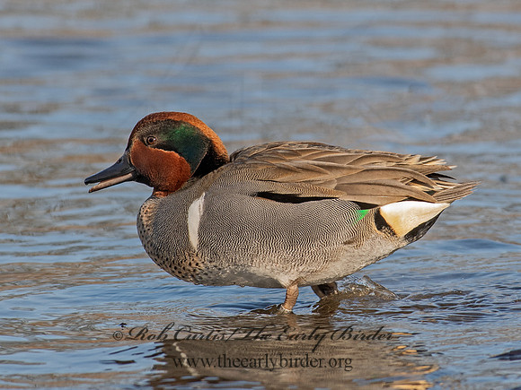 Anas carolinensis  GREEN-WINGED TEAL 6037903