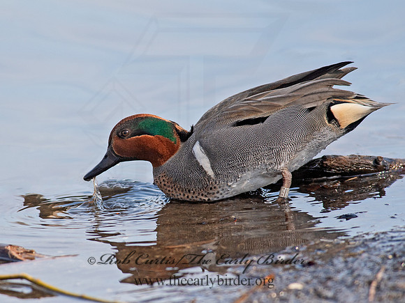 Anas carolinensis  GREEN-WINGED TEAL 6037671