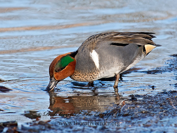 Anas carolinensis  GREEN-WINGED TEAL 6037946