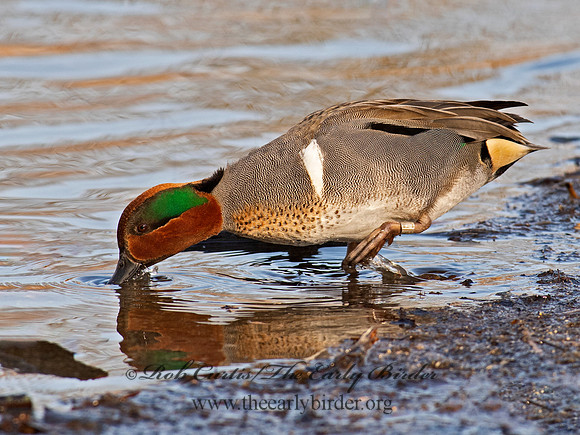 Anas carolinensis  GREEN-WINGED TEAL 6037944