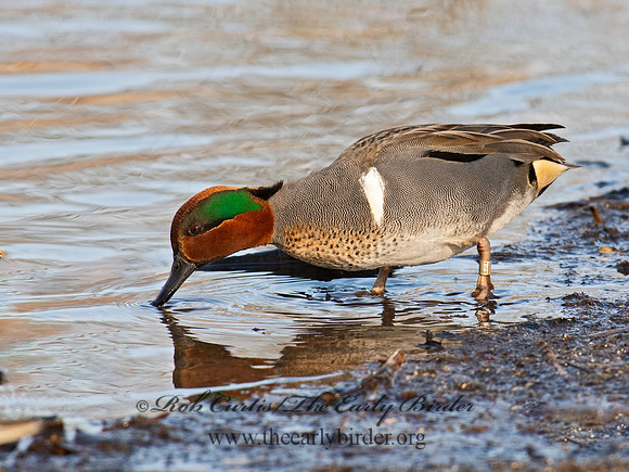 Anas carolinensis  GREEN-WINGED TEAL 6037943