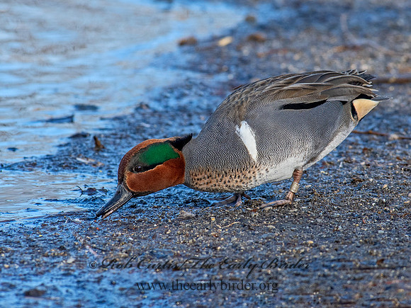 Anas carolinensis  GREEN-WINGED TEAL 6037924