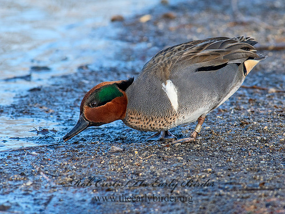 Anas carolinensis  GREEN-WINGED TEAL 6037921