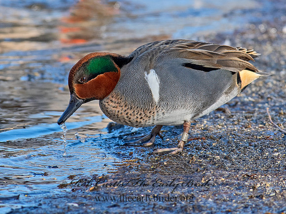 Anas carolinensis  GREEN-WINGED TEAL 6037909