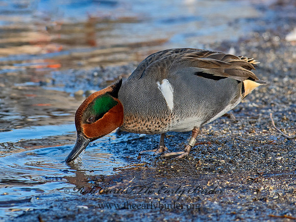 Anas carolinensis  GREEN-WINGED TEAL 6037908